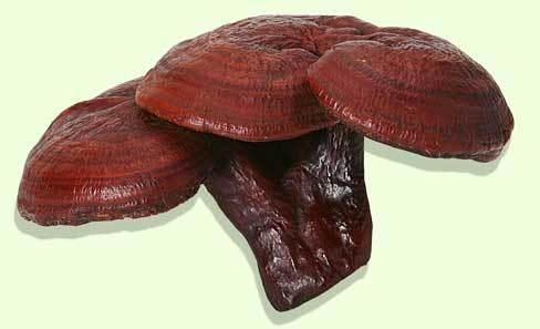 Cách chế biến nấm linh chi Hàn Quốc